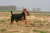 WELSH TERRIER 076